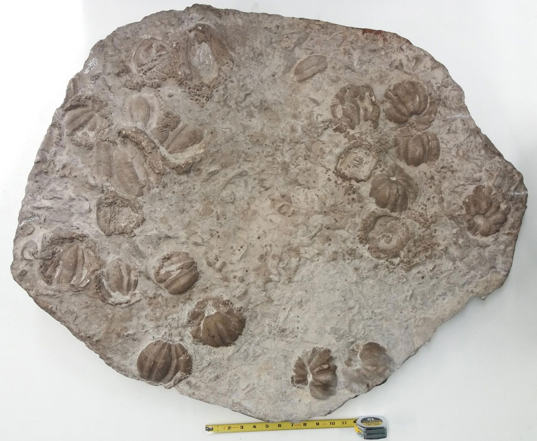 Photograph of a large slab of echinoid fossils from the Mississippian of Missouri.