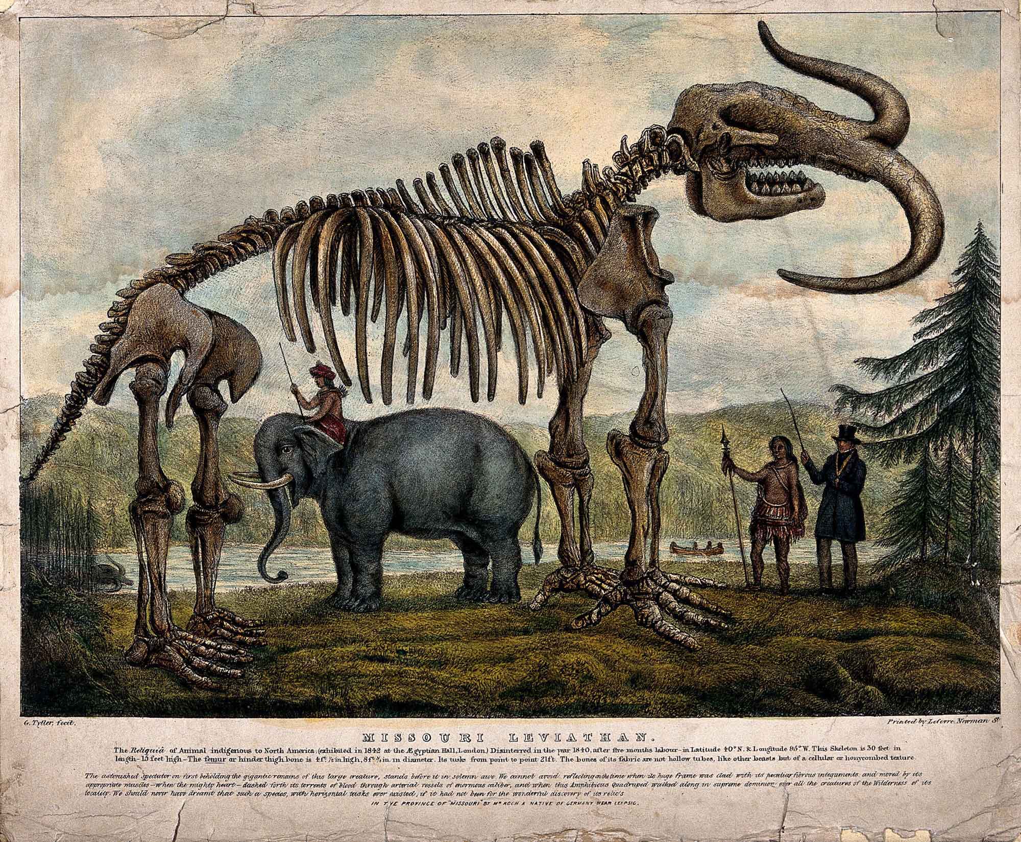 Lithograph of the reconstructed Missouri Leviathan skeleton from the 1800s. The skeleton is depicted as about twice the size of an Asian elephant with tusks curving outward.
