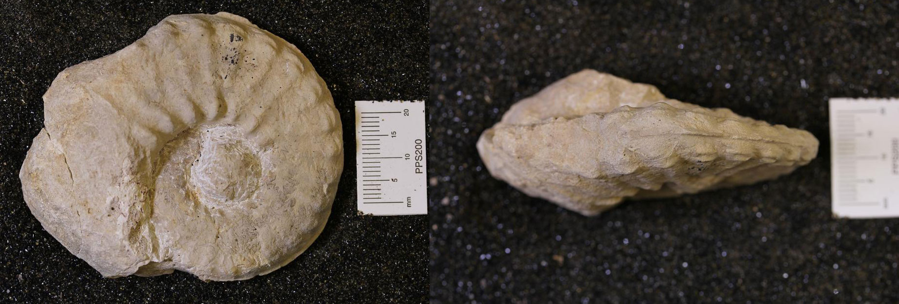 Photos of a ammonoid from the Early Cretaceous of Texas a side view of the spiraling shell and the shell from the narrow side.