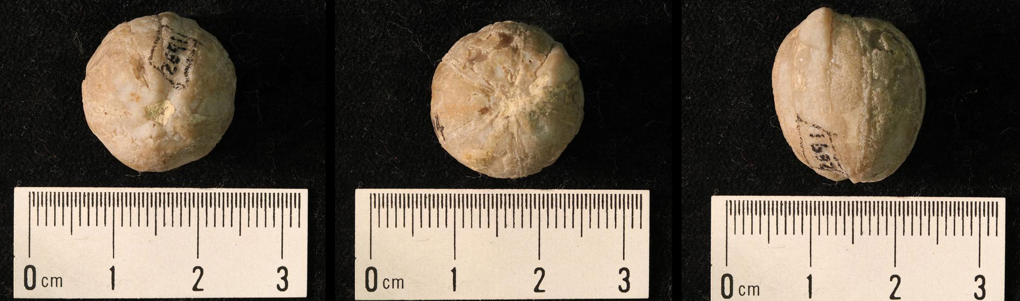 Photos of the calyx of a blastoid from the Devonian of Kentucky in three views. The fossil is shown from both ends and from the side.