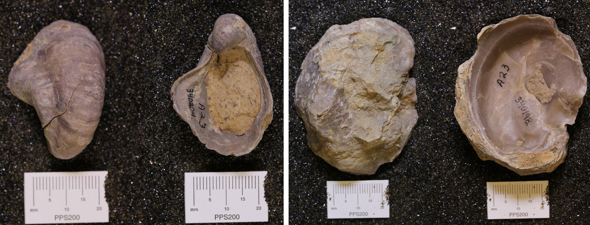 Photos of oysters from the Early Cretaceous of Texas. Panel 1: Two views (top and bottom) of an oyster called the devil's toenail. Panel 2: Inner and outer shell surface of an oyster.