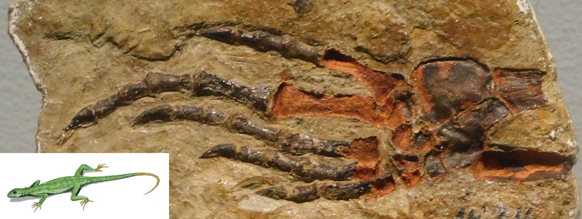 Photograph of the fossilized foot of a lizard-like animal from the Pennsylvanian of Kansas along with an inset illustration of what the animal may have looked like in life.