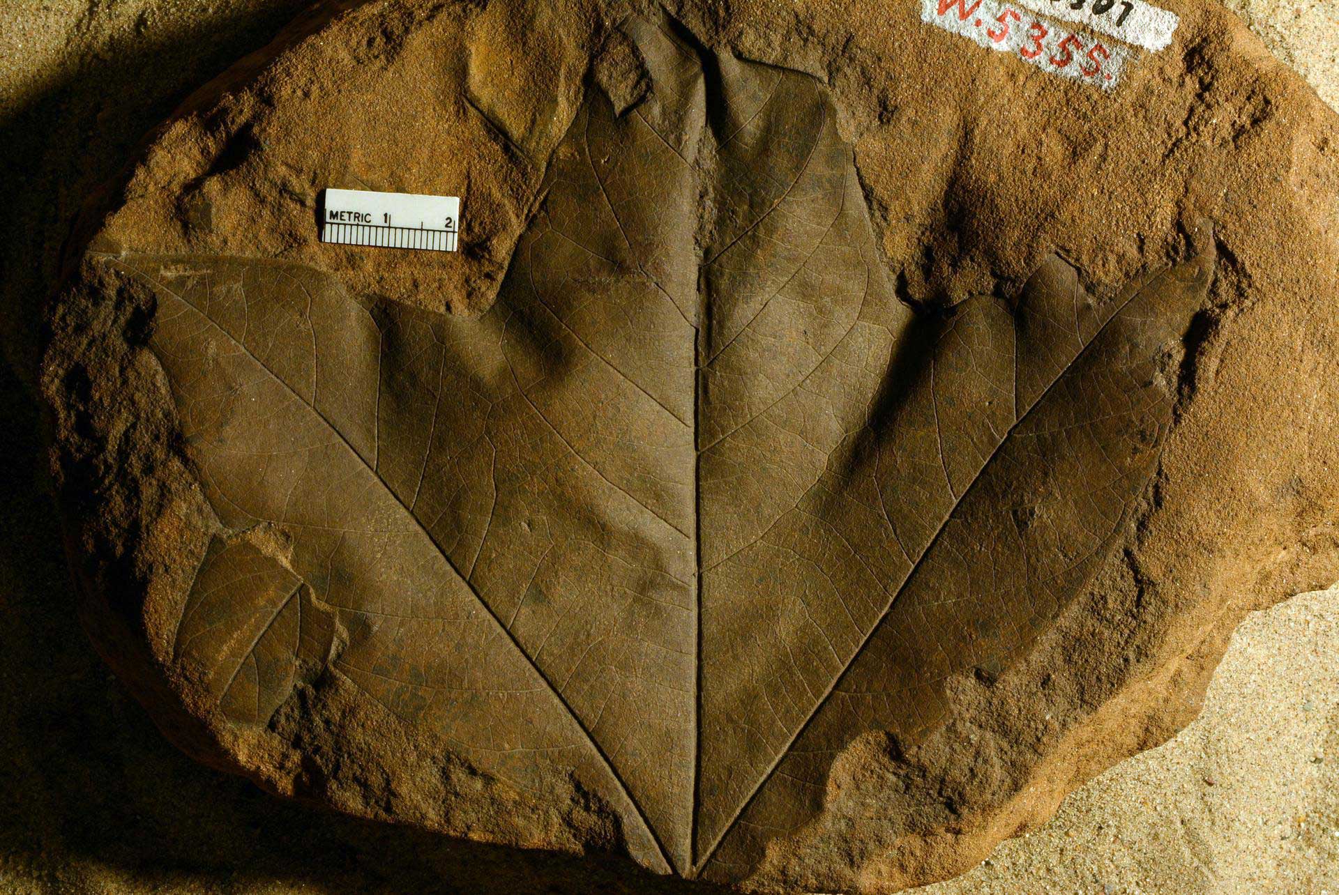 Photograph of a three-lobed leaf attributed to Sassafras from the Late Cretaceous of Kansas.