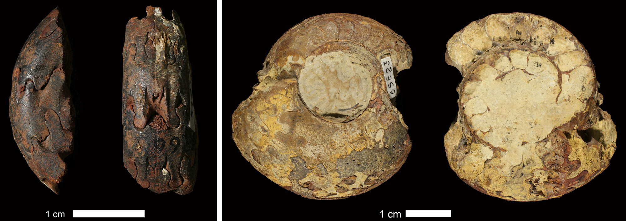 2-Panel figure showing photos of coiled ammonoid shells. Panel 1: Portion of a shell with complex sutures. Panel 2: Relatively complete shell with complex sutures.
