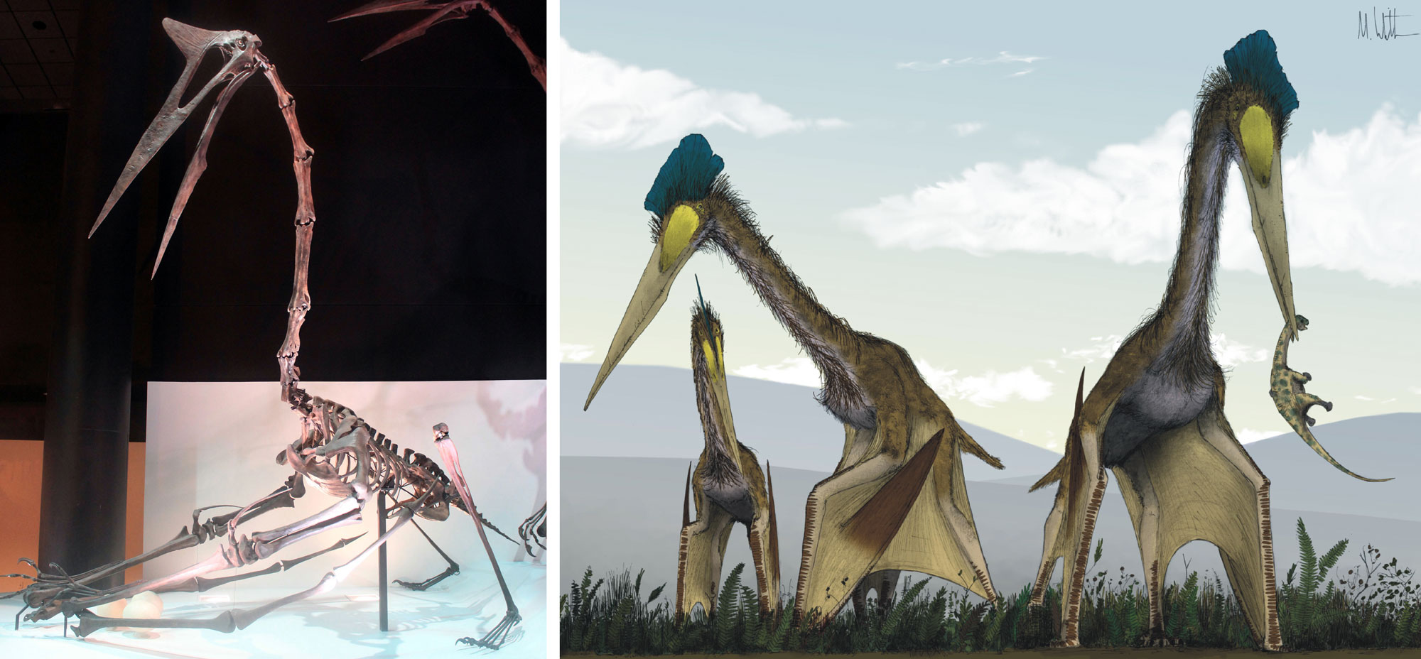2-Panel figure of the giant pterosaur Quetzocoatlus. Panel 1: Photo of a reconstructed skeleton from an exhibit. Panel 2: Illustration of 3 living animals foraging for food on the ground.