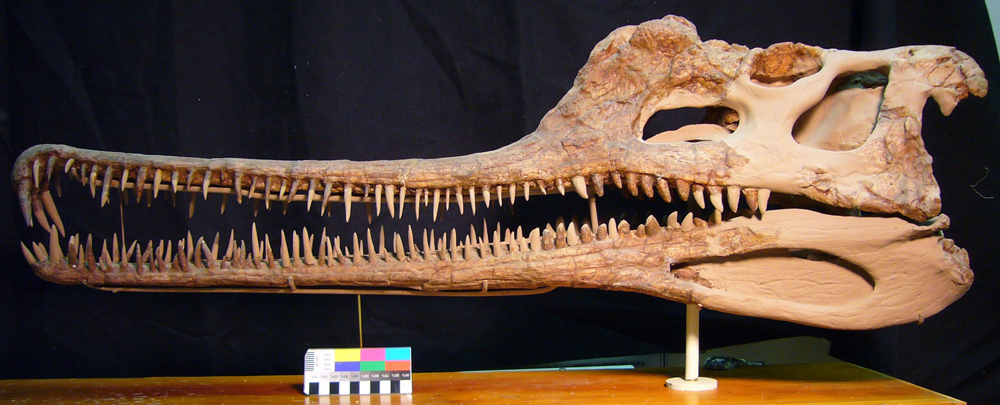 Photograph of a mounted skull of the phytosaur Rutiodon. The skull has long, narrow jaws and thin, pointed teeth.