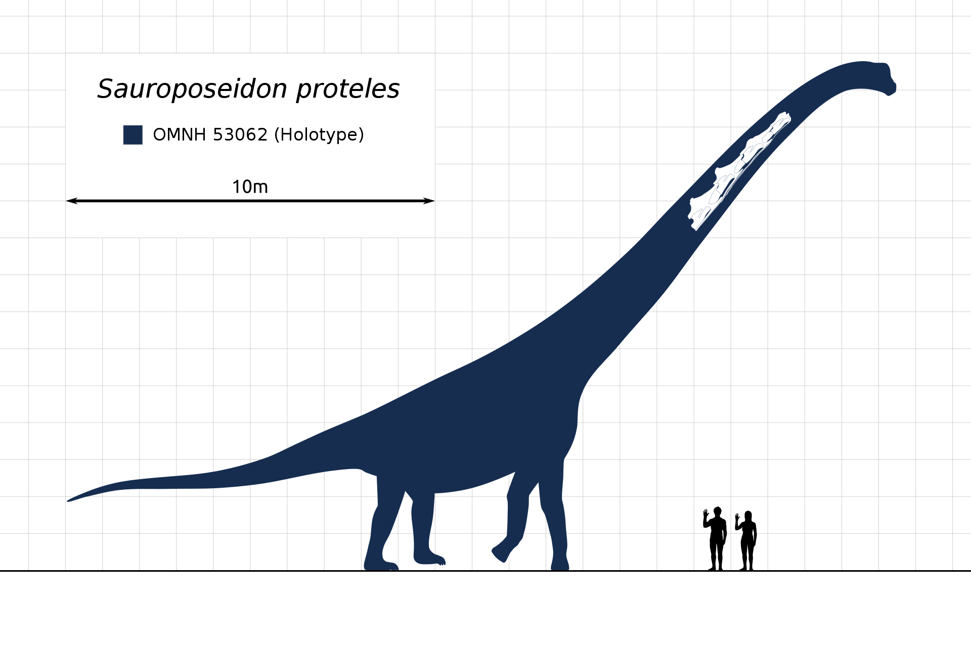 Illustration showing the silhouette of Sauroposeidon proteles next to two much smaller humans. The neck vertebrae of the holotype are illustrated in the silhouette of the dinosaur.