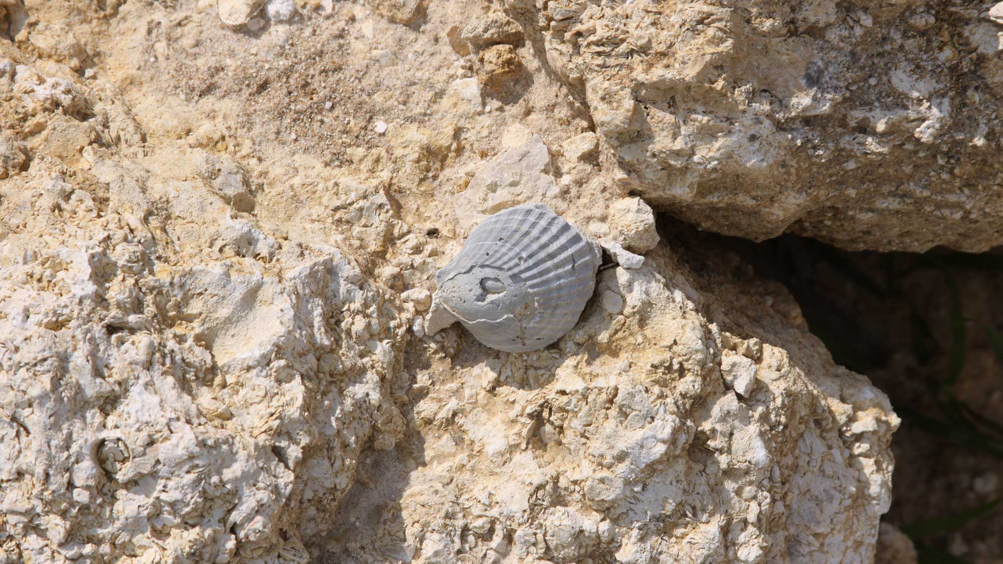 Photograph of a fossil scallop shell in the Eocene Ocala Limestone of Florida.