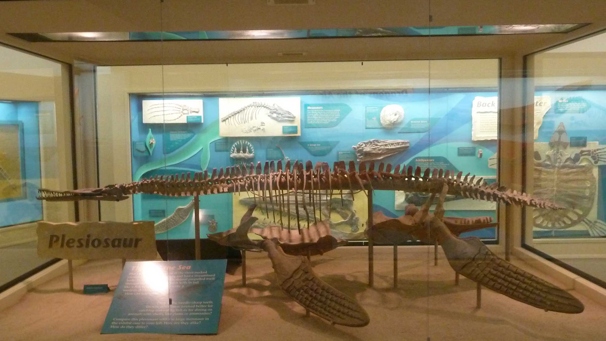 Photograph of a short-necked plesiosaur skeleton on display at the Sternberg Museum, Kansas.