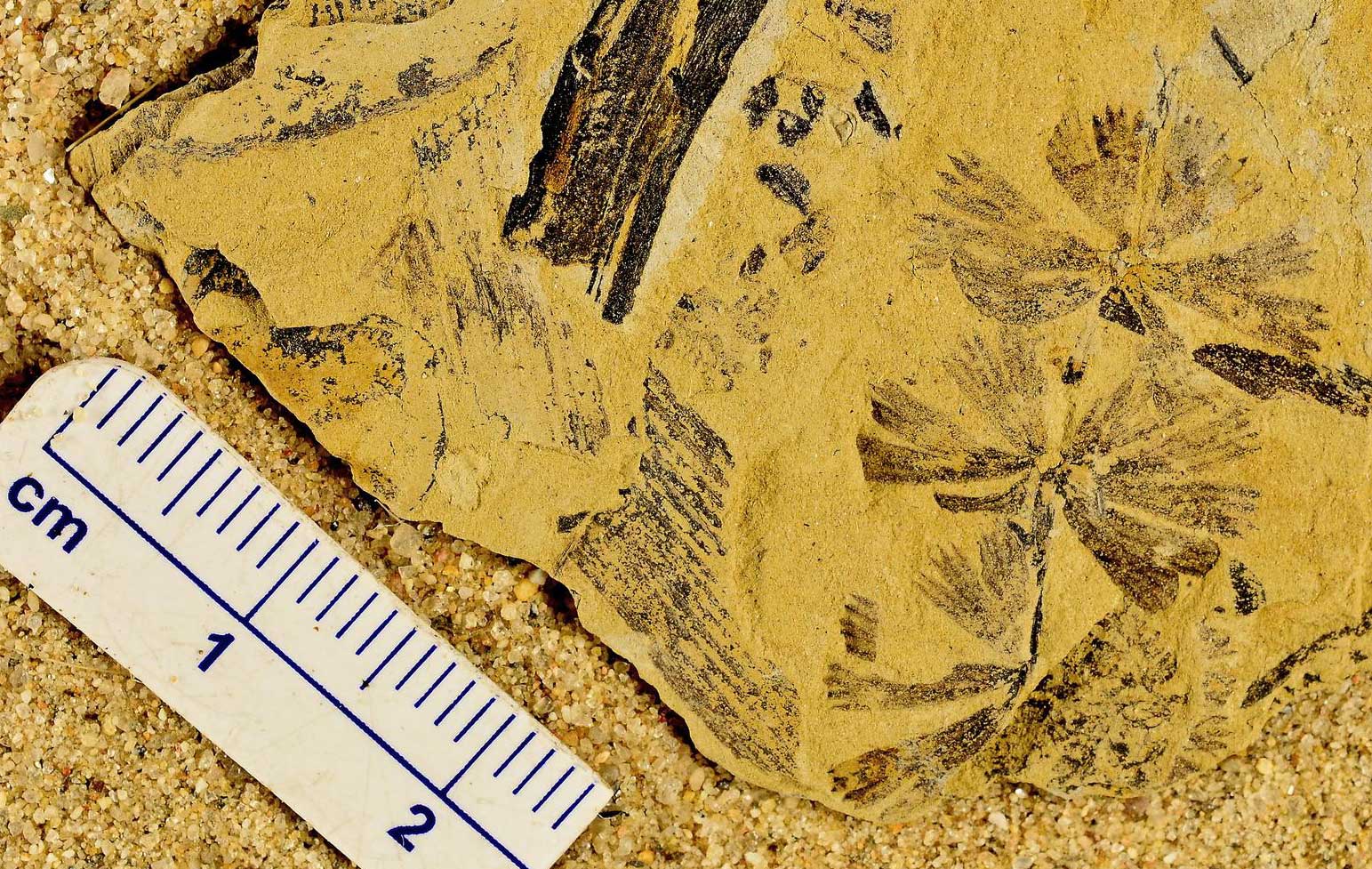 Photograph of a rock with multiple plant fragments from the Pennsylvanian of Kansas. Plants include leaves of sphenophyllum in whorls and stem-fragments of a horsetail-like plant with ridges.