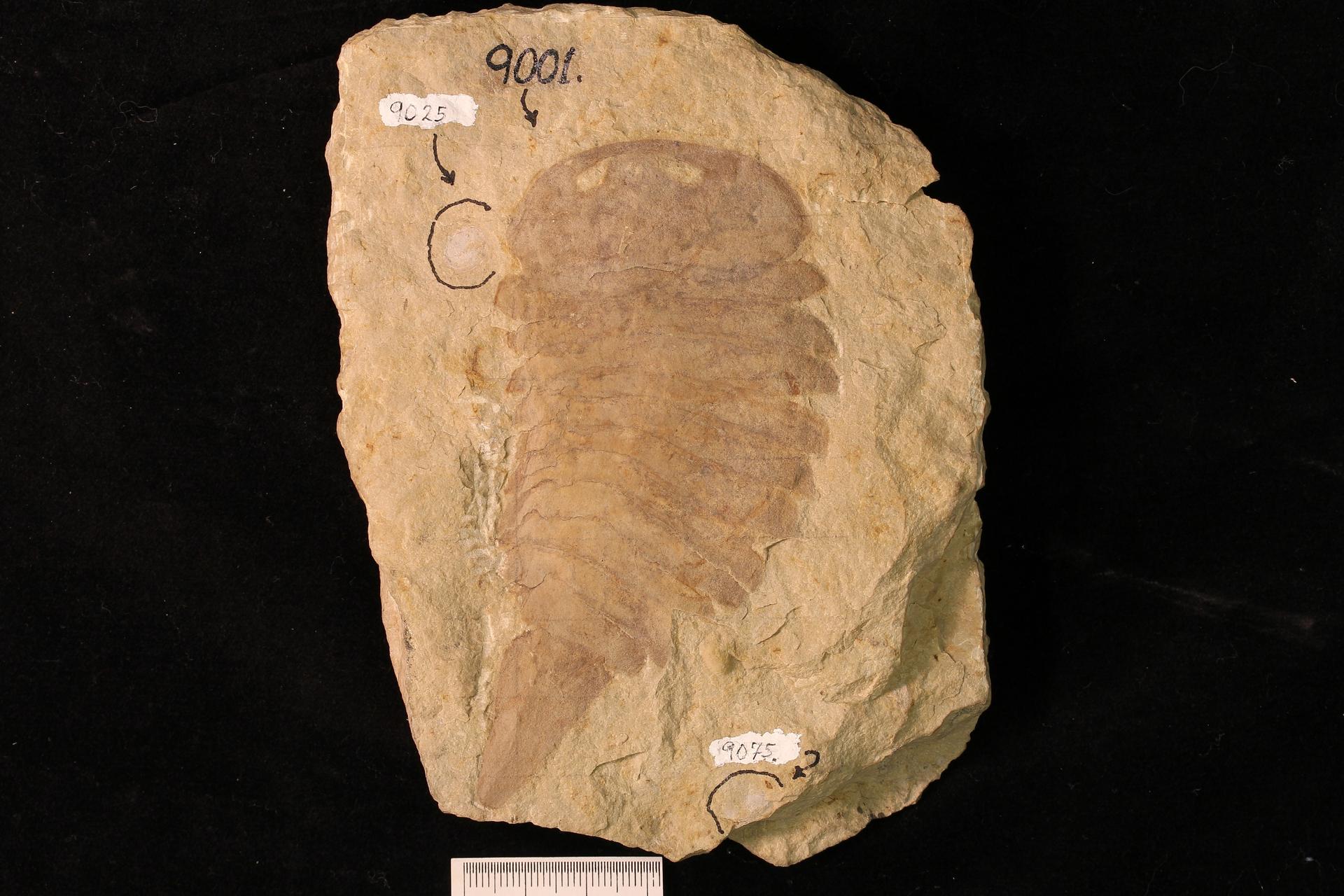 Photo of a fossil strabopid, a type of marine arthropod that looks somewhat like a trilobite.