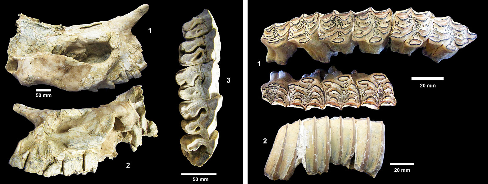 2-panel figure showing photos of herbivorous mammal fossils. Panel 1: Parts of the skull and teeth of an extinct rhino. Panel 2: Teeth of an extinct horse.