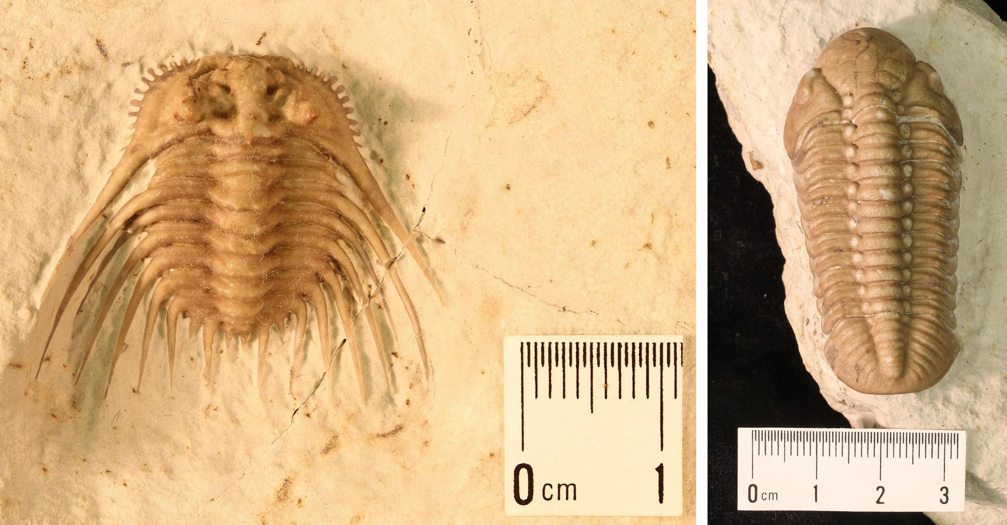 2-Panel images showing photographs of Devonian trilobites from Oklahoma. Left: A small trilobite with lateral spines. Right: An elongated trilobite with little ornamentation.
