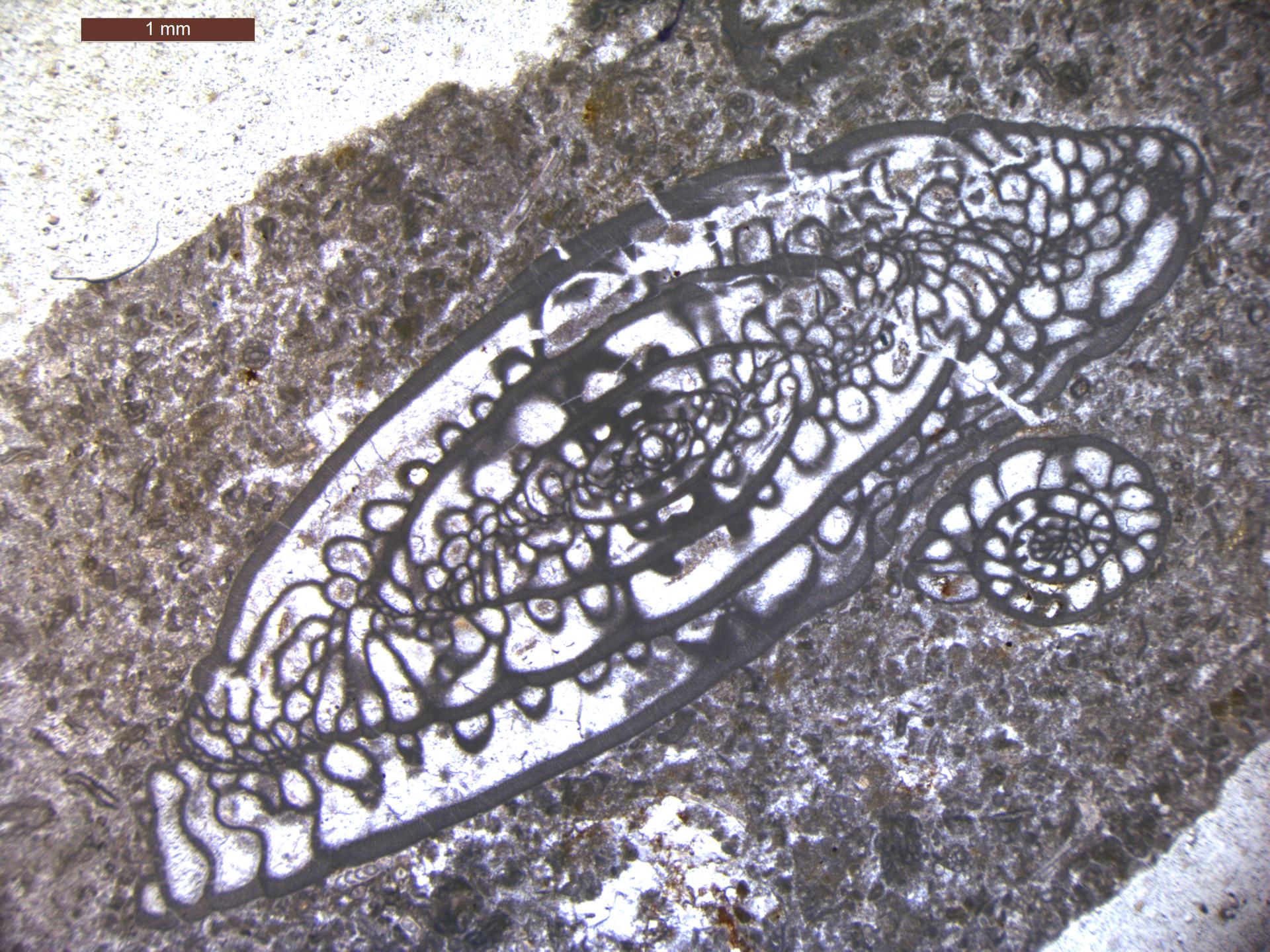 Photograph showing forams in thin section as viewed under a microscope. One of the forams has a spiral shell, the other is larger and elliptical. The scale bar on the photo is one millimeter.
