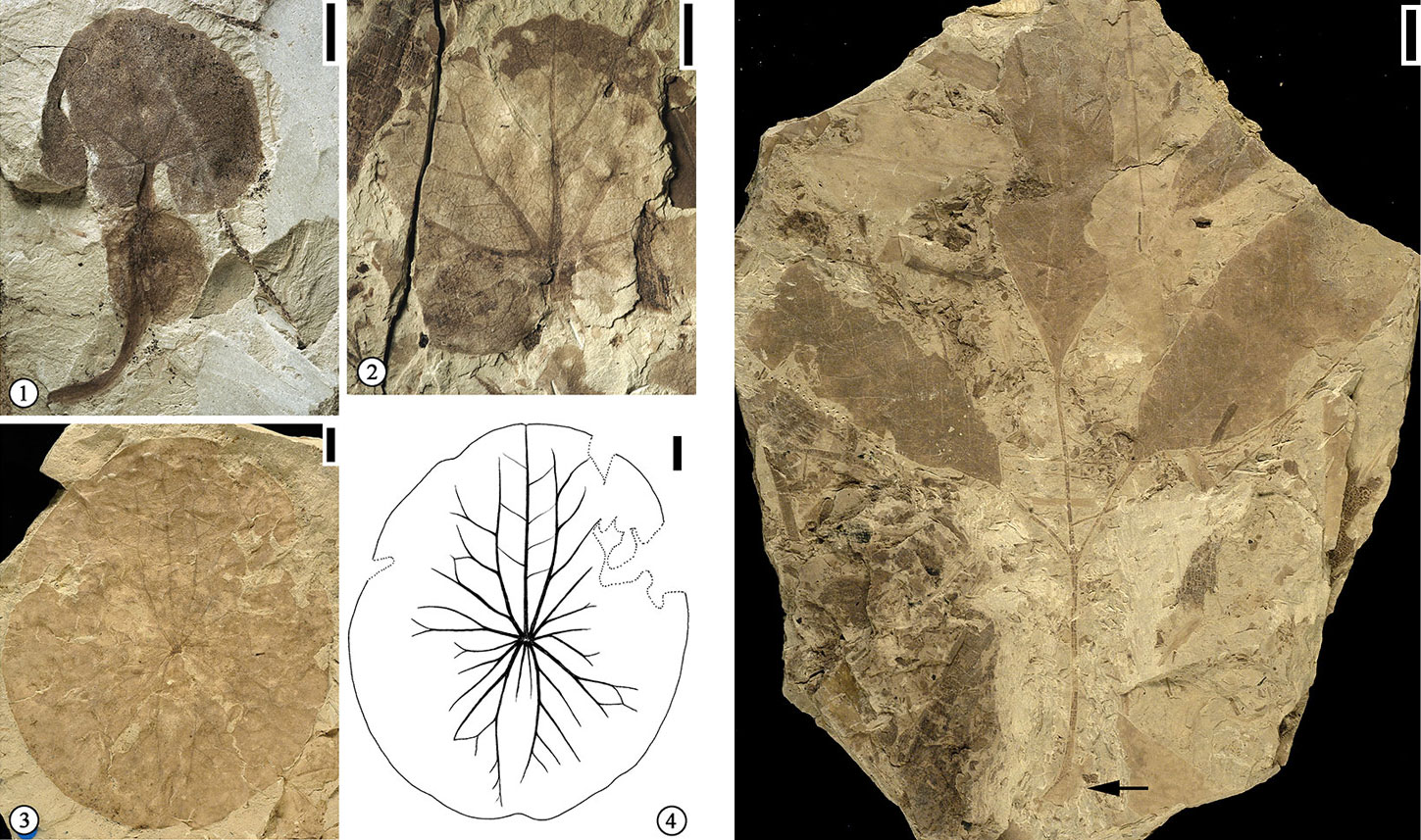 Photos of fossil leaves from the Dakota Formation of Kanas, including cordate of oval floating leaves of aquatic plants and a compound leaf from a tree or shrub with three leaflets.
