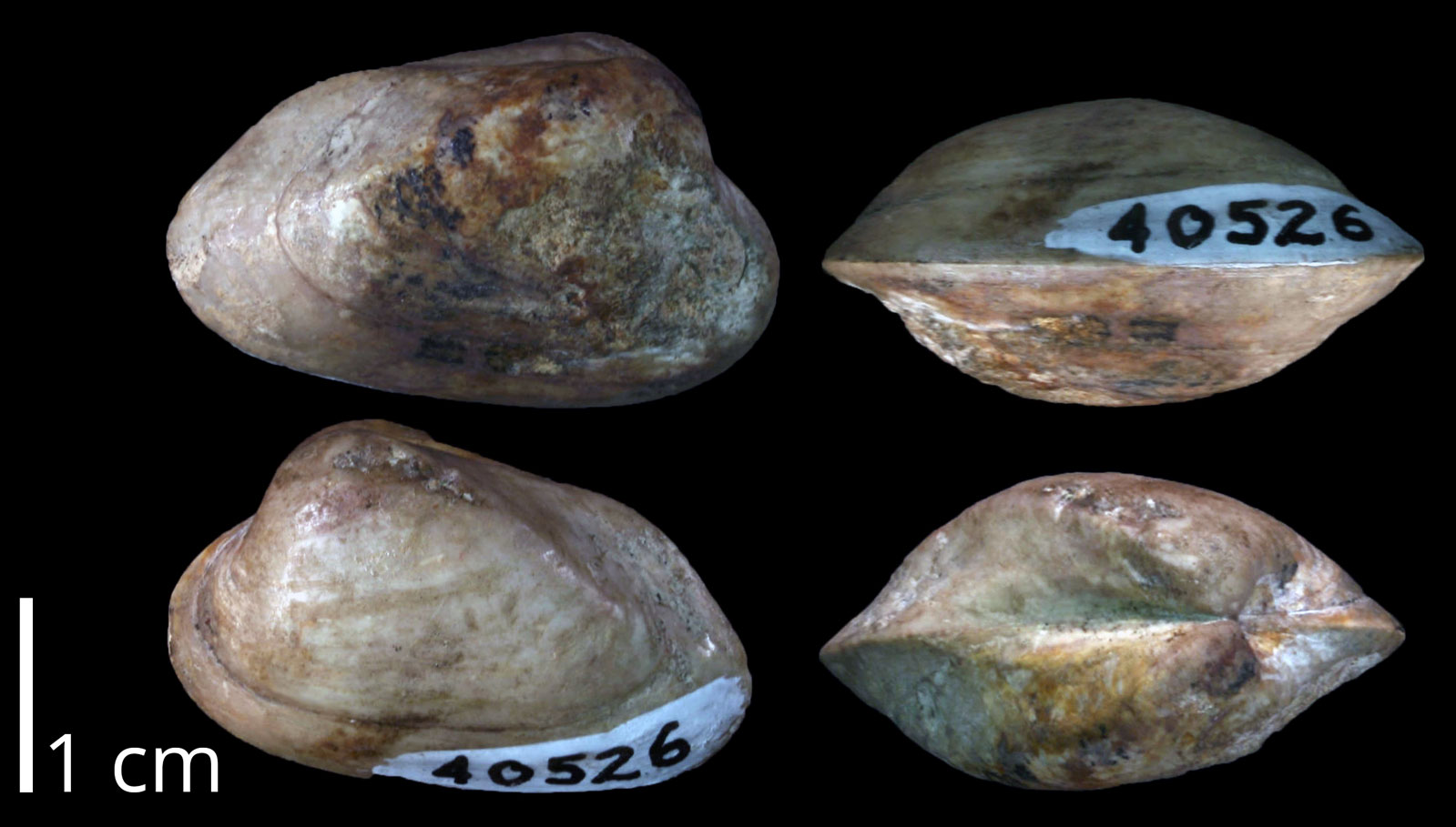 Photographs showing four views (top, bottom, front, and back or hinge) of a fossil bivalve from the Cretaceous of Texas. The shell is relatively smooth.