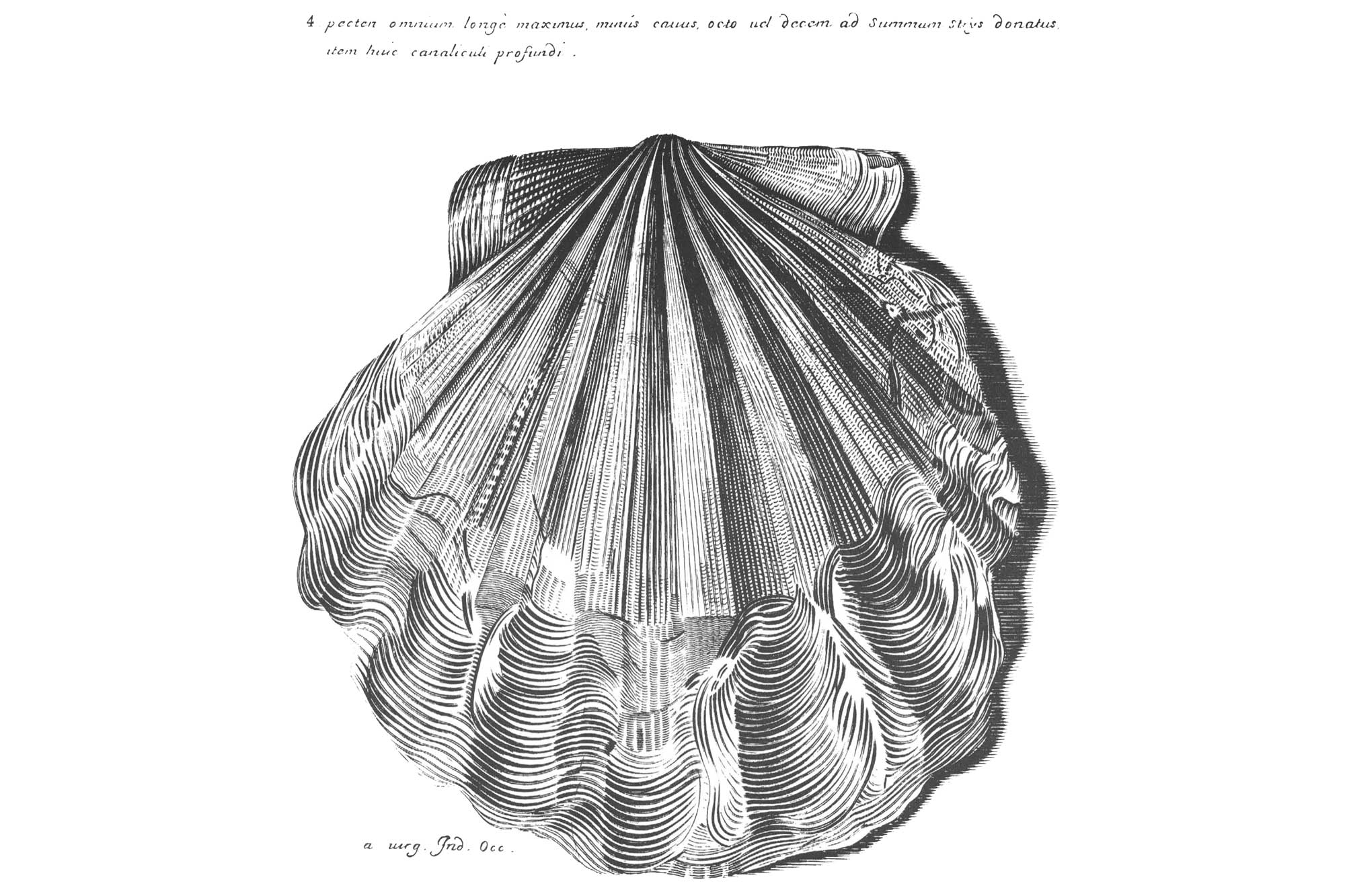 Illustration showing Martin Lister's illustration of the fossil scallop shell Chesapecten jeffersonius.
