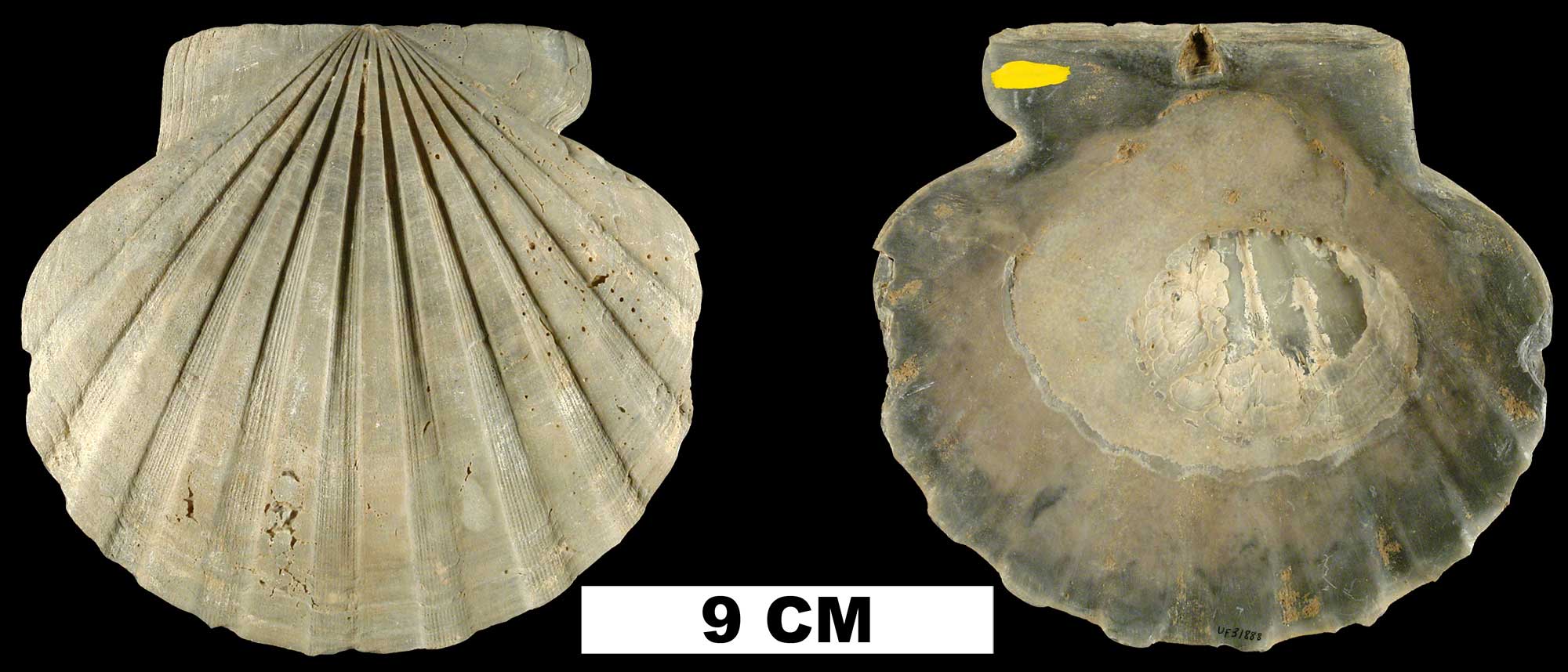 Image shows photographs of the outer and inner surfaces of Chesapecten jeffersonius.