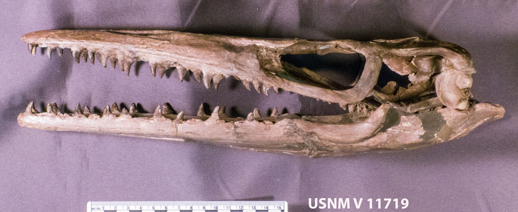 Photo of the narrow, elongated skull of the mosasaur Clidastes with many pointed teeth.