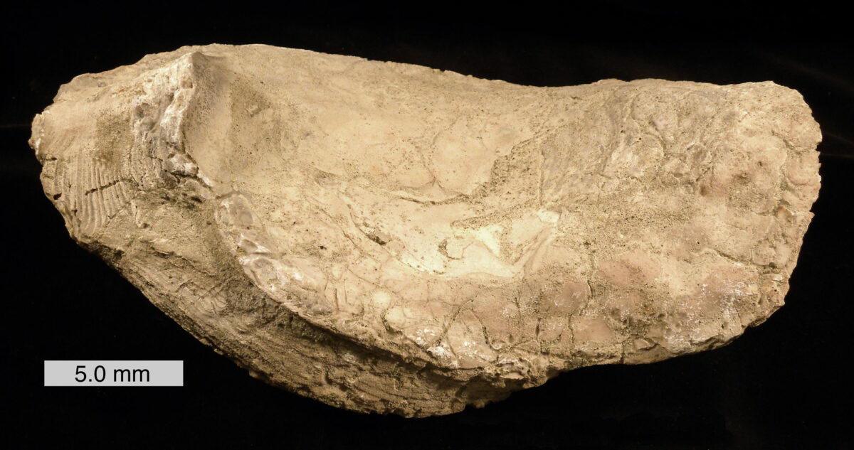 Photo of a single valve of a large oyster from the Eocene of Texas.