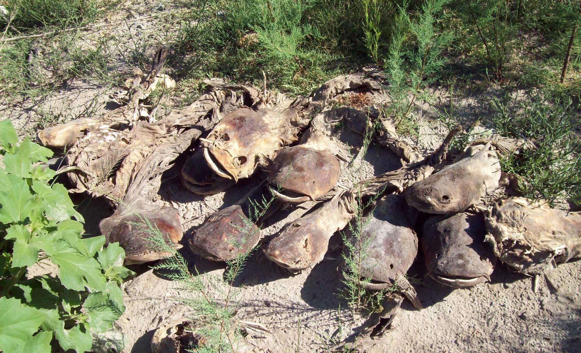 Photo of a pile of dead, desiccated catfish in sandy sediment. The catfish are in a dried-up part of O.C. Fisher Reservoir, San Angelo State Park, Texas, during a 2011 drought.