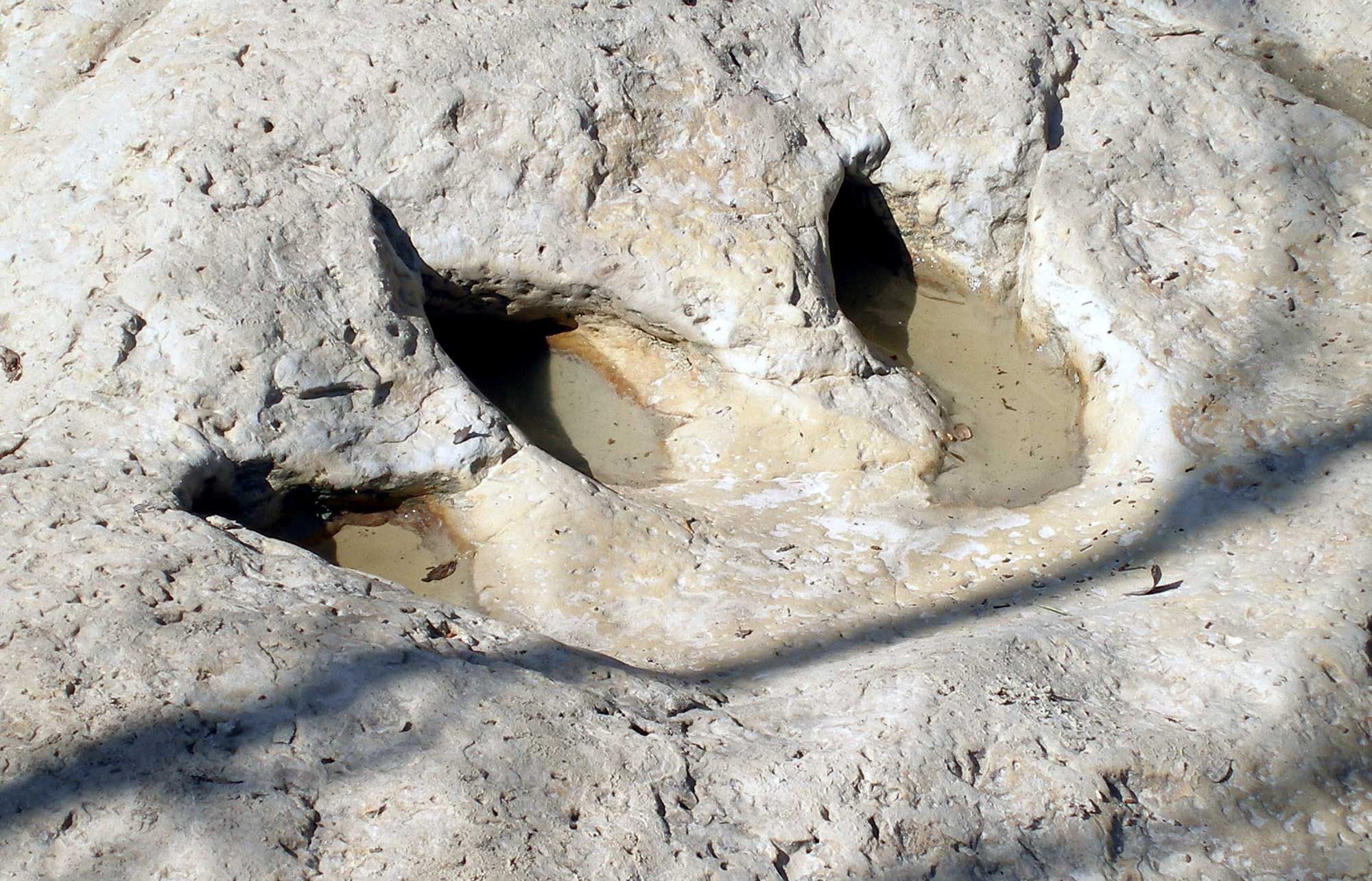 Photograph of a three-toed dinosaur footprint from the Cretaceous of Texas with water in the low areas of the print.