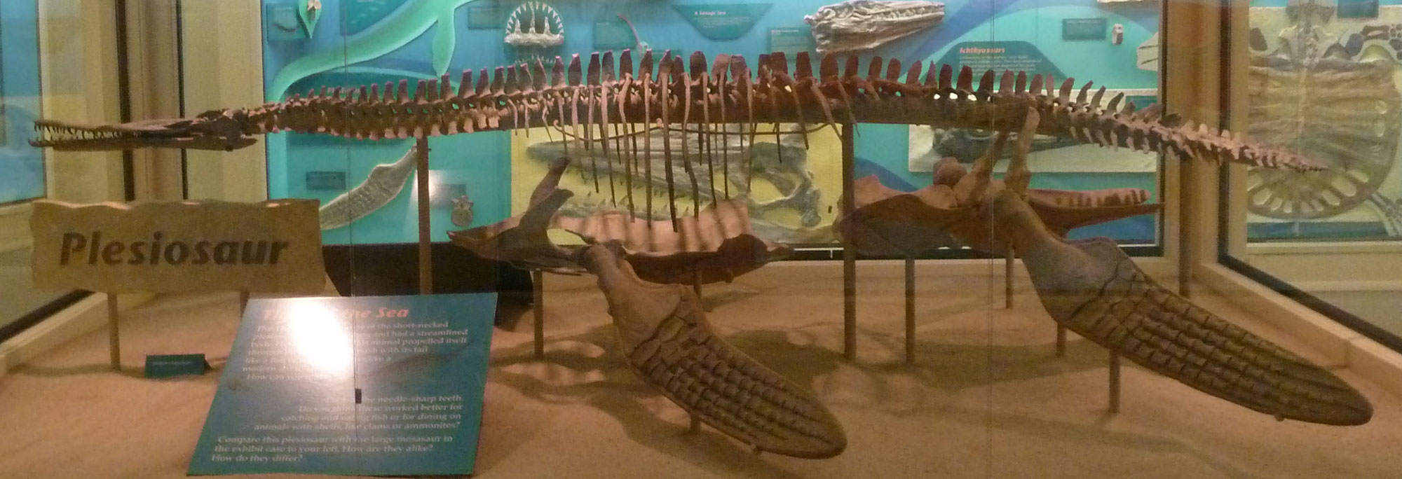 Photo of the mounted skeleton of the plesiosaur Dolichorhynchops on display. The skeleton has an elongated skull and four large flipper-like feet. The neck is somewhat elongated.