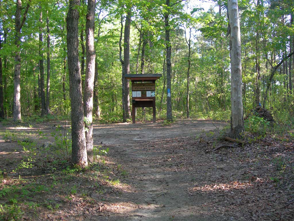 Photograph of the summit of Driskill Mountain, Louisiana, which appears as a nearly flat piece of forested land.