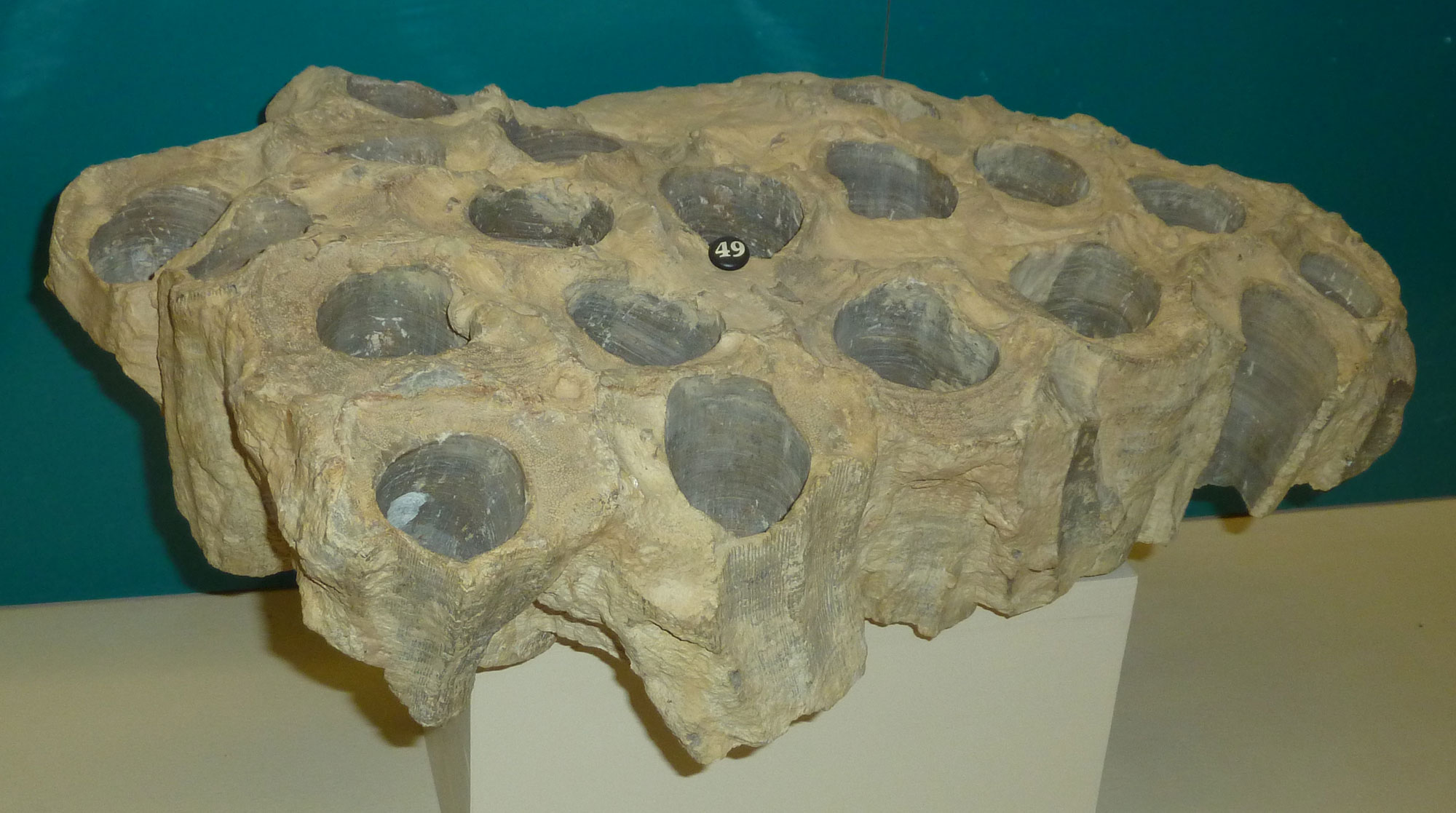 Photo of a group of rudist bivalves. The bivalves look like a chunk of rock with large circular holes on the upper side.