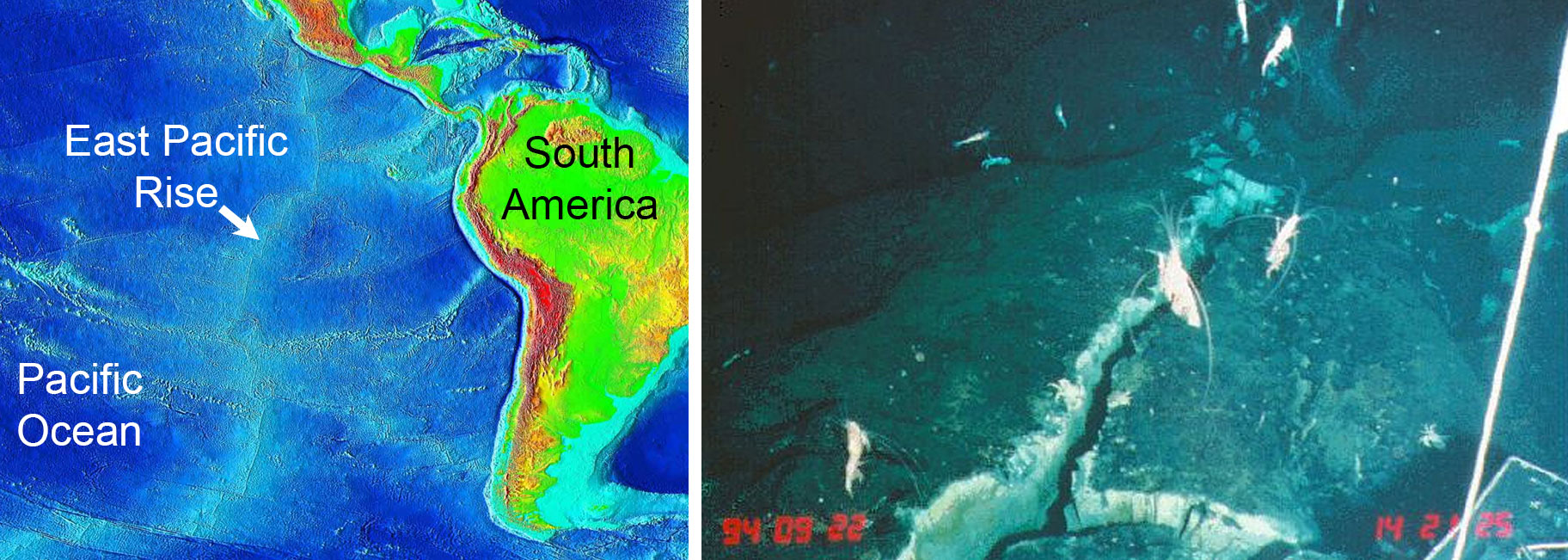 2-panel image. Panel 1: Map of South America and the eastern Pacific showing the location of the East Pacific Rise west of South America. Panel 2: Photo taken underwater on the East Pacific Rise showing a fissure running through basalt and shrimp swimming around.