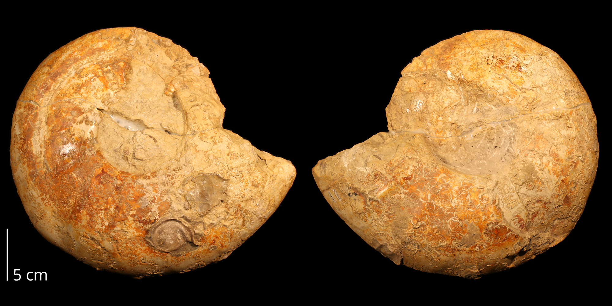 Photos showing two sides of an ammonoid from the Cretaceous of Oklahoma. Both sides show the poorly preserved surface of a spiraling shell.