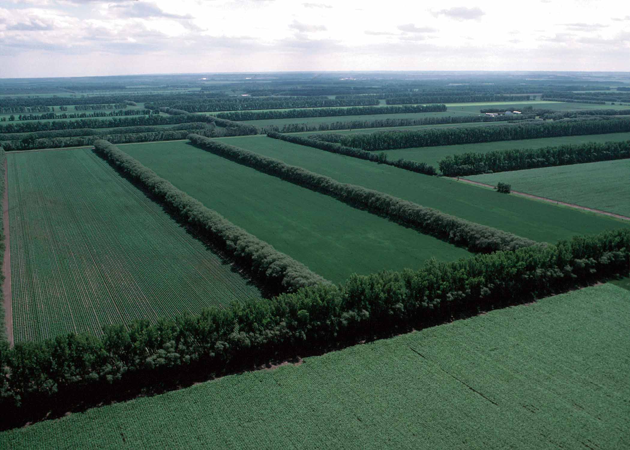 A photo of trees planted along the perimeter of farm fields.