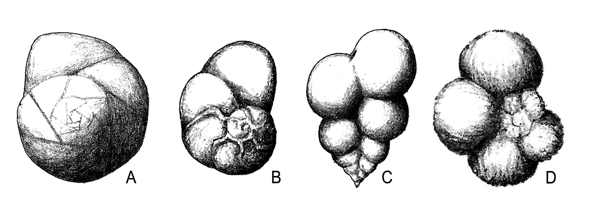 Drawings of four types of forams from the Paleogene of Texas.