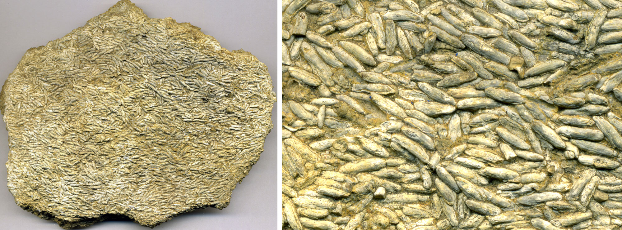2-panel image showing photos of a rock with numerous fusilinids. The fusilinids are oblong. Panel 1: Rock sample. Panel 2: Detail of the same rock surface.