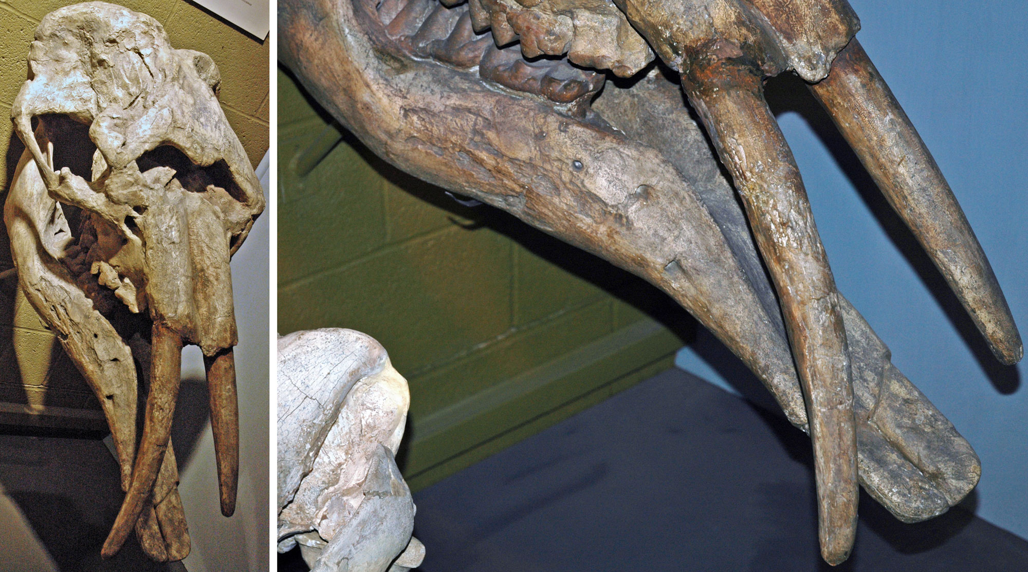 Photos showing two views of a gomphothere skull from the Miocene of Texas. Gomphotheres are related to elephants, but they have a projecting lower jaw. An overall view and a detail of the lower jaw and upper tusks are shown.