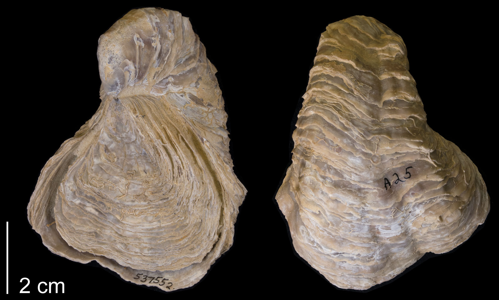 Photographs of a shell of a fossil oyster known as the devil's toenail, shown from above and below. This specimen is from the Cretaceous of Texas.