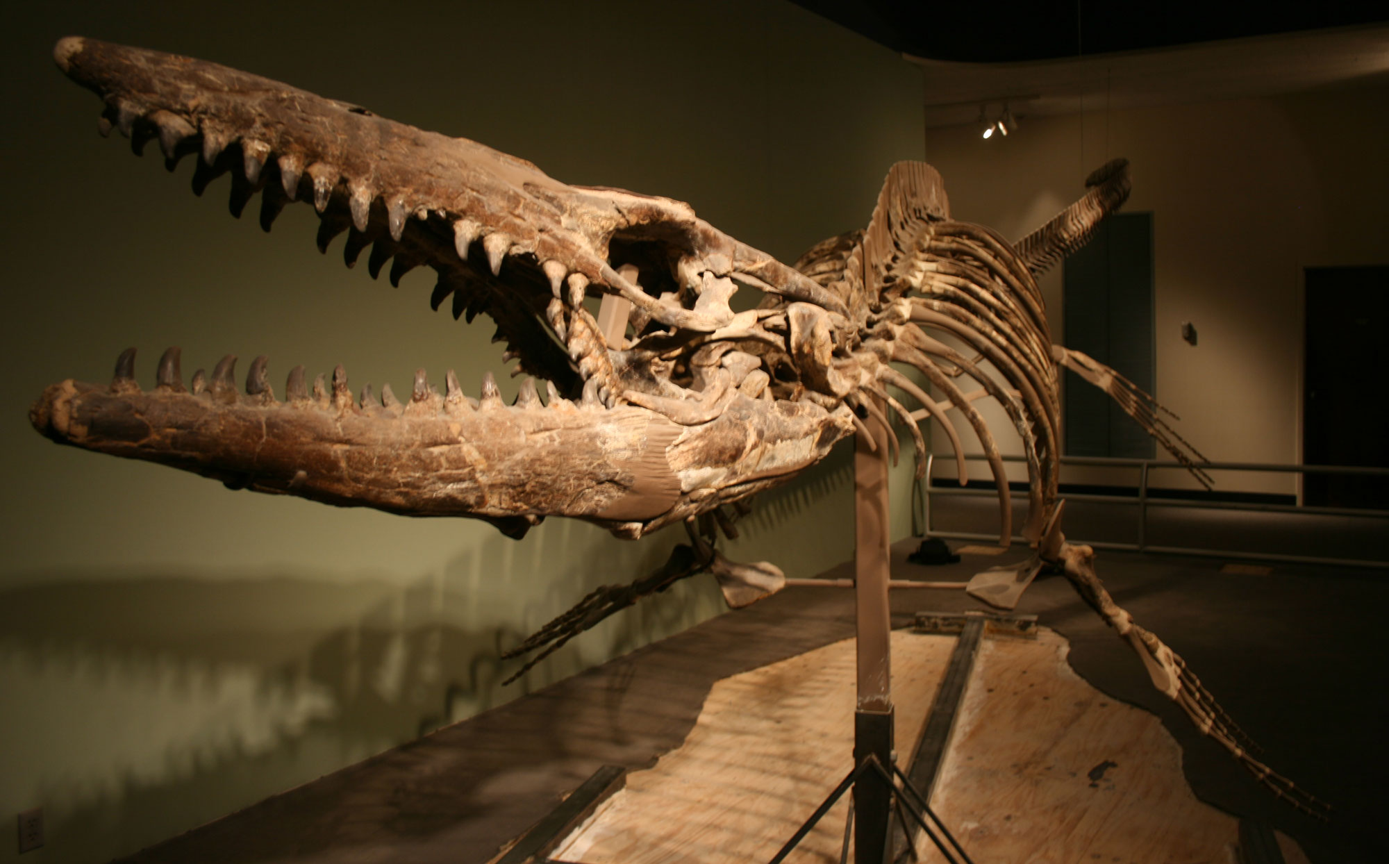 Photograph of a mounted mosasaur skeleton on display in a museum. The head is narrow and elongated and has many pointed teeth. The skeleton is mounted with the mouth open.