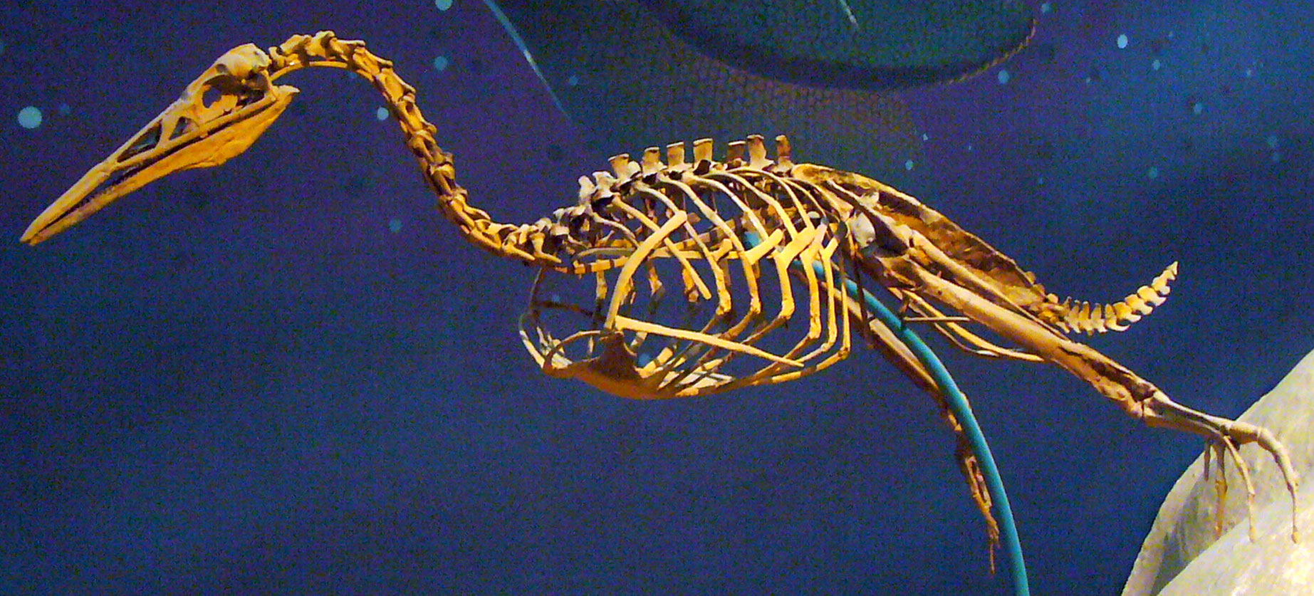 Photo of a skeleton of Hesperornis, a Cretaceous diving bird, on display at a museum.