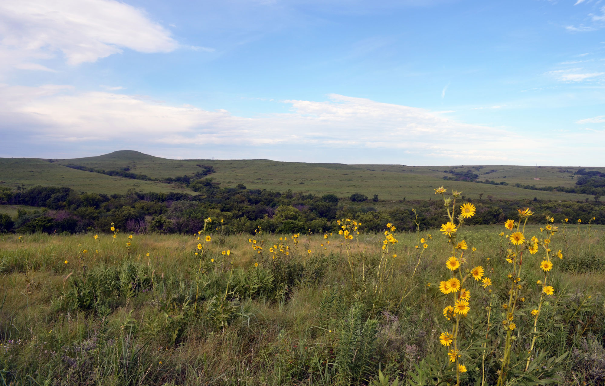 Photograph of Konza Prairie, Flint Hills, Kansas. Landscape with low hills covered in grasses, forbs, and shrubs. Some wild sunflowers (yellow petals and yellow centers) are in the foreground.