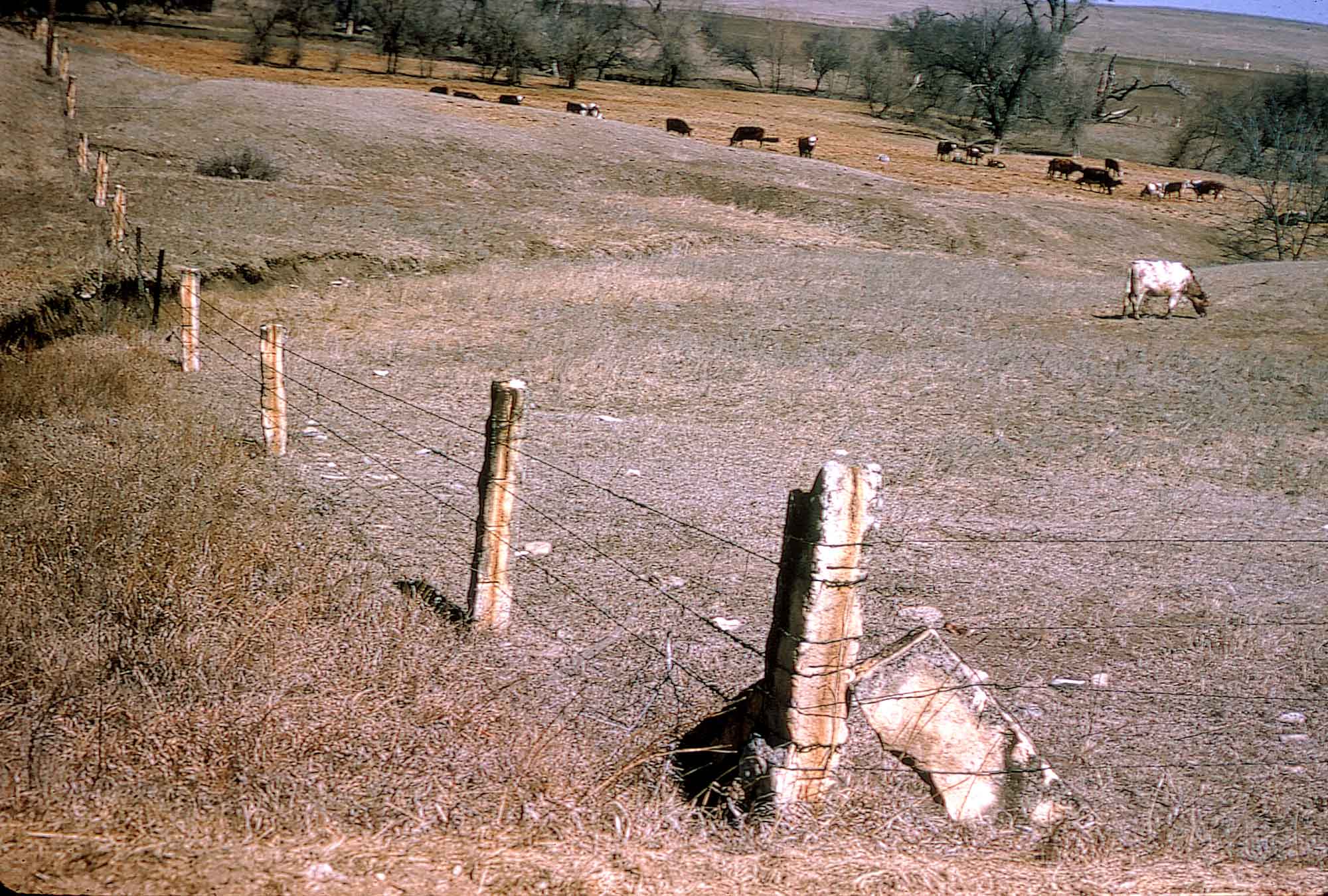 Photographs of cows in a field that is surrounded by a barbed wire fence supported by limestone post rock.