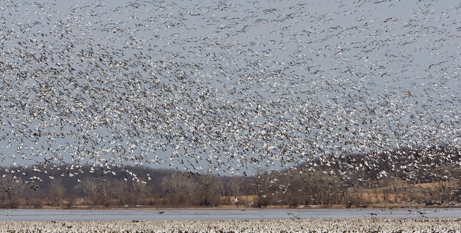 Photograph of Loess Bluffs National Wildlife Refuge on the Missouri River. In the foreground, snow geese float on the water and fly in the air. In the background, loess hills can be see near the shore.