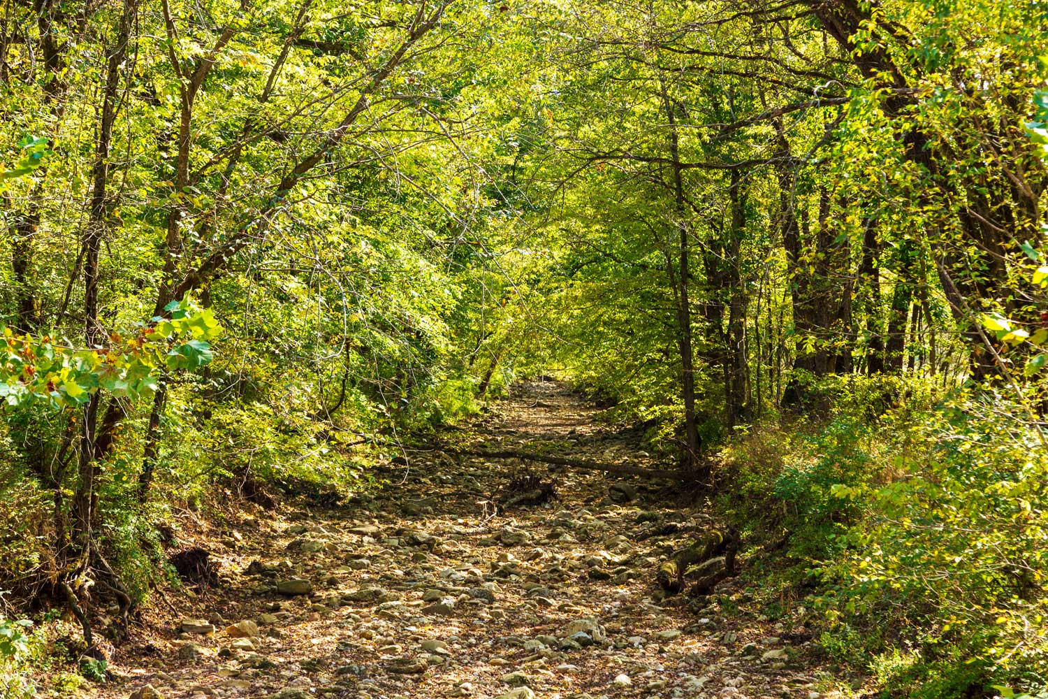Photo of a trail in Mark Twain National Forest, Missouri. The photo shows dense stands of broadleaved trees on either side of a rocky trail.