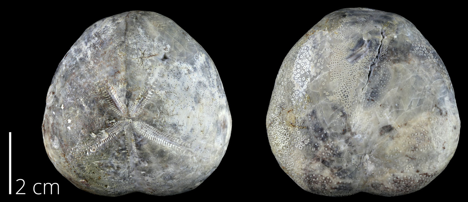 Photographs of an echinoid showing two views, top and bottom. The specimen is ovoid and shows five radiating depressions in the top view.