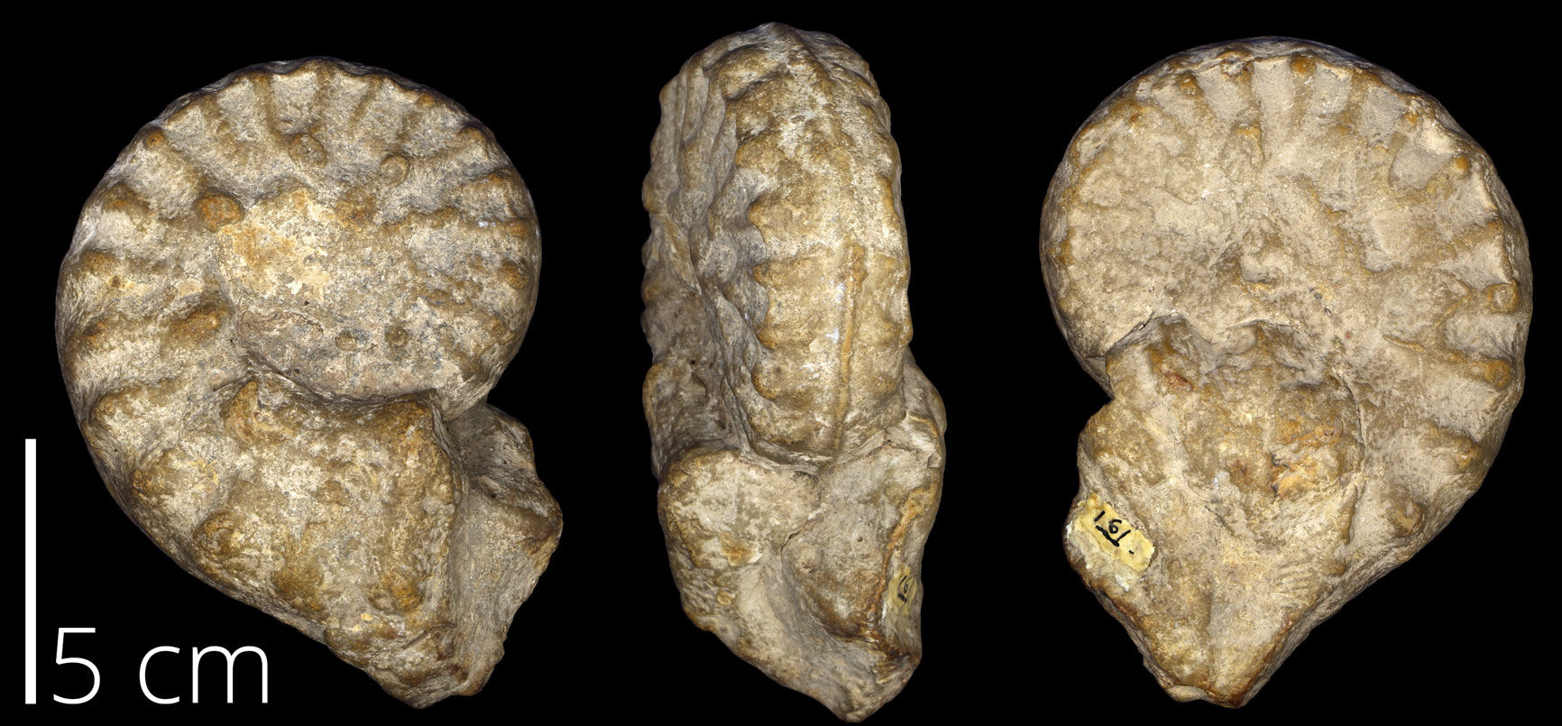 Photographs of an ammonoid showing three views (two sides and the edge with the opening). The shell is coiled and ridged.