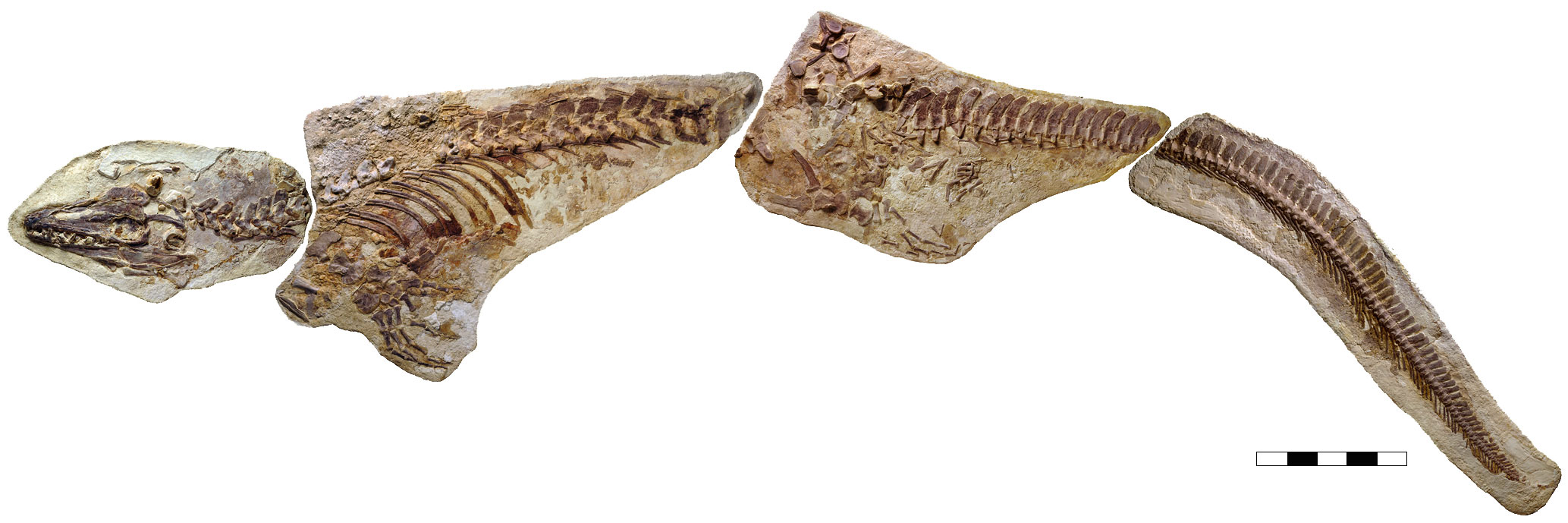 Photograph of the skeleton of the mosasaur Platecarpus. Mosasaurs have four paddle-like feet and large heads with pointed teeth. They also have long tails.