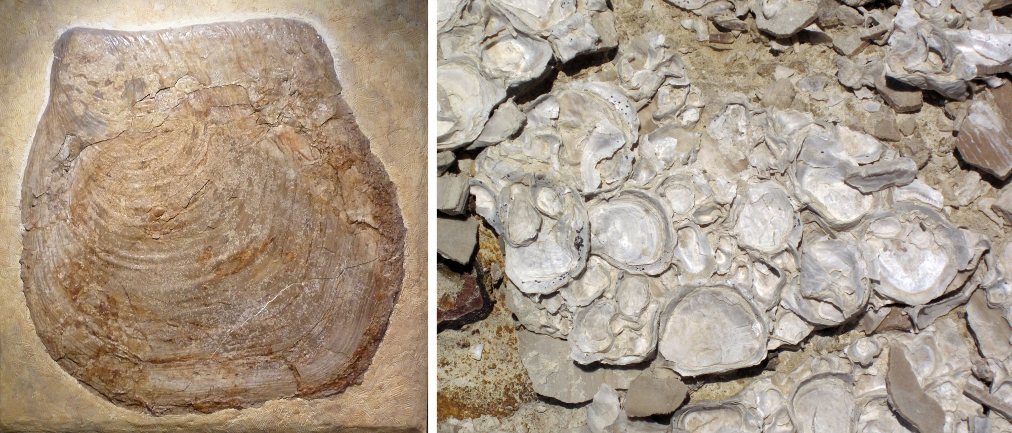 2-panel image showing photos of Cretaceous oyster shells. Panel 1: A single giant oyster on display. Panel 2: Small oyster shells encrusting the shell of a larger oyster.