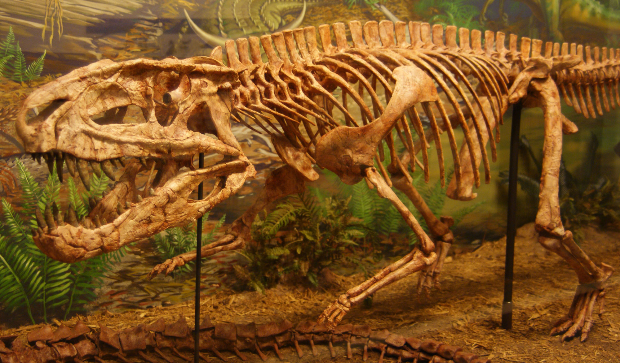 Photograph of a skeleton of Postosuchus on display at a museum. The animal was predatory, bipedal and had a relatively large head.