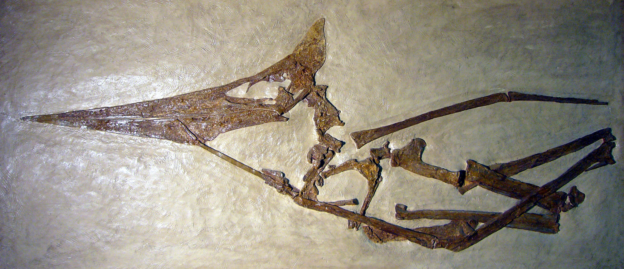 Photo of a specimen of pteranodon, a pterosaur, with a long, beak-like mouth, short crest, long neck, and wing bones.