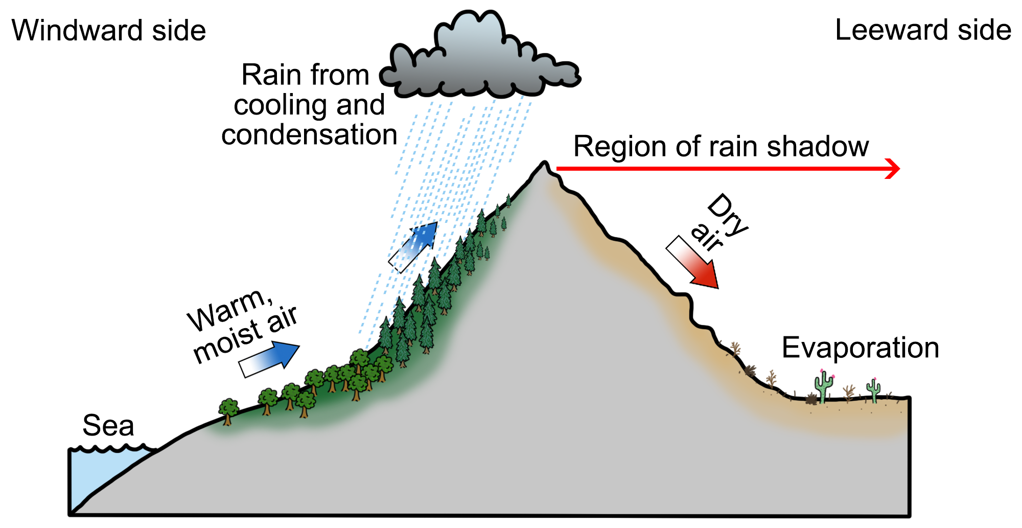 Diagram showing a rain shadow. The diagram is of a single, triangular mountain. To the left is a sea. As warm, moist air travels up the mountain from the see, it condense and cools, forming rain. On the opposite side of the mountain is the rain shadow. Dry air warms and expands, and evaporation occurs at the foot of the leeward side of the mountain. Thus, the leeward side of the mountain is dry.