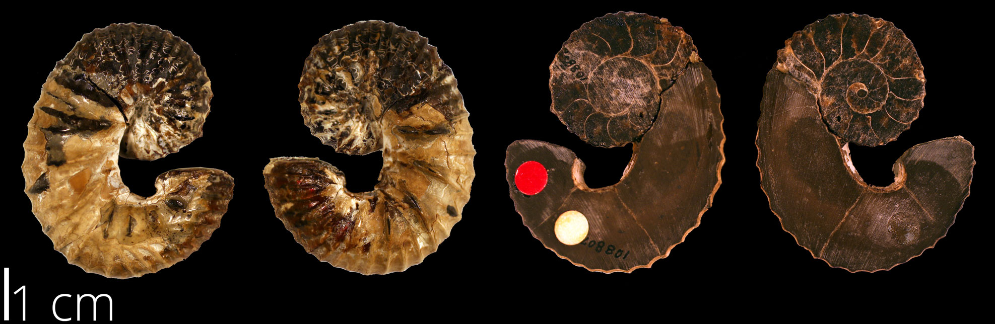 Photos showing outer views and long sections of the shell of a loosely coiled ammonite.